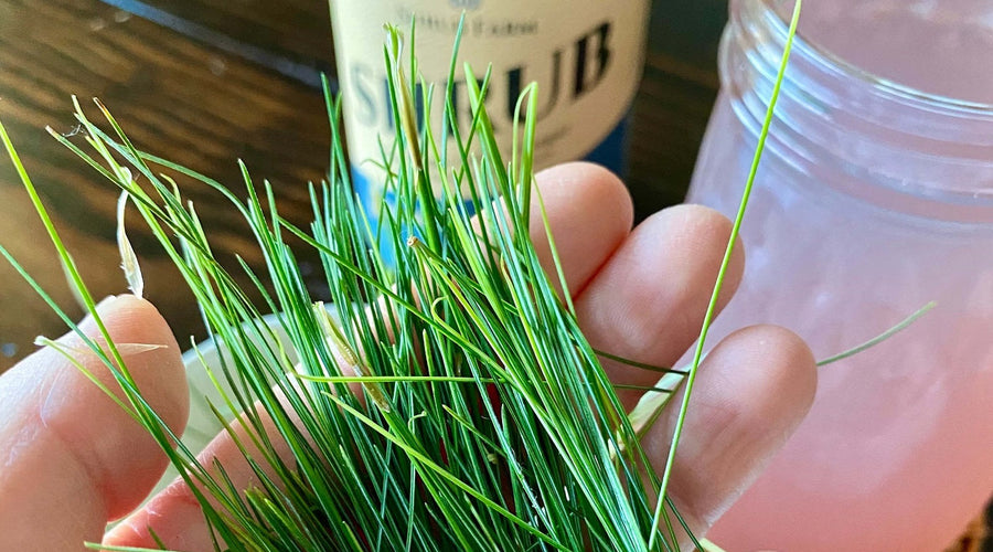 Blueberry Pine Tea