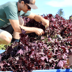 Shiso & Citrus Shrub-Shrub-Apple State Vinegar